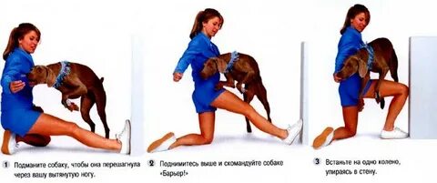 Почему собака садится на ногу