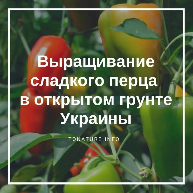 Подкормить рассаду перца. Подкормка рассады перца. чем подкормить рассаду перца. чем подкормить рассаду помидор. подкормить перец рассаду.