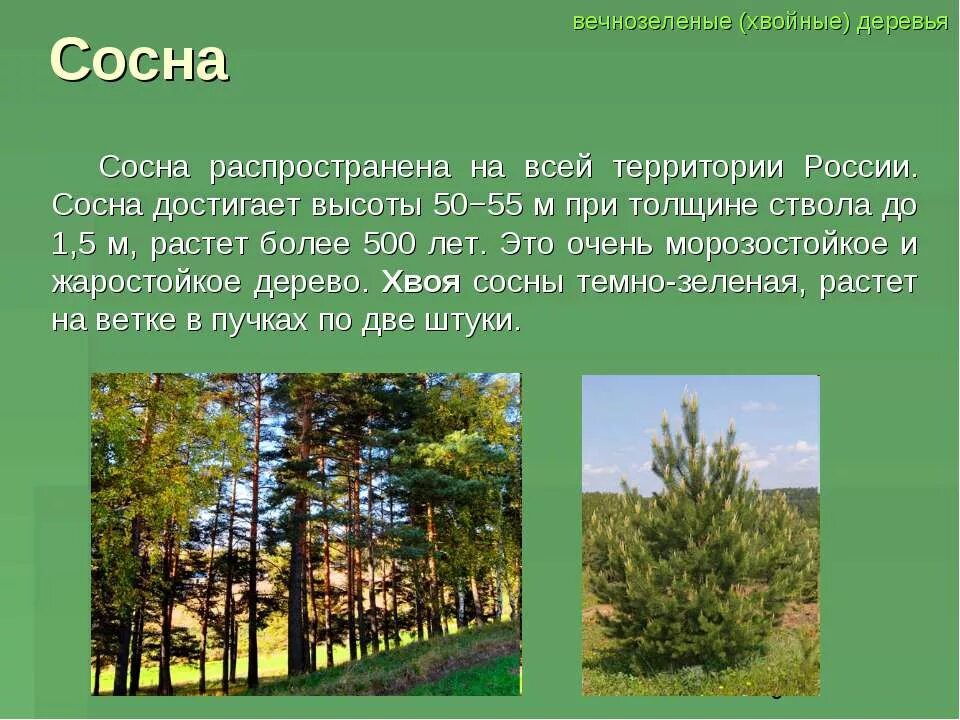 Хвойные леса на территории россии. Сосна информация о дереве. Сообщение о хвойном дереве. Сосна краткая информация. Информация о сосне.