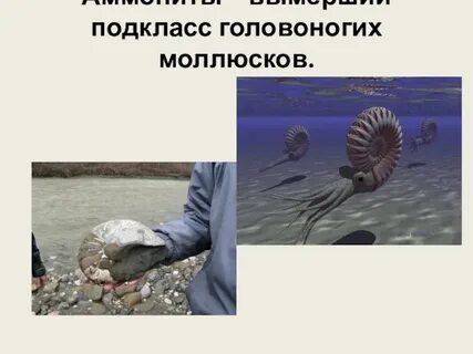 Четырехжаберными головоногими моллюсками являются