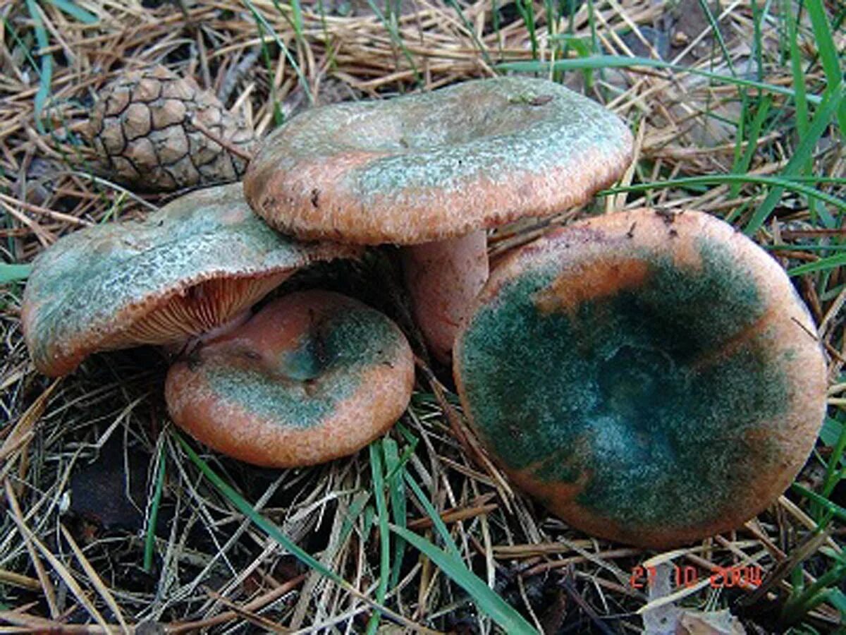 Цвет рыжиков. Млечник Рыжик гриб. Рыжик Сосновый/Боровой (Lactarius deliciosus);. Гриб Рыжик Сосновый. Гриб Рыжик зеленый.