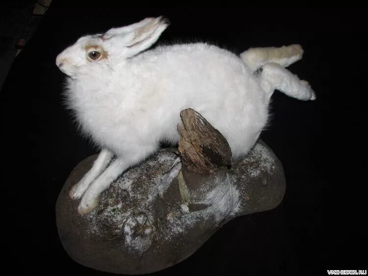 Таксидермия заяц. Чучело из кролика. Чучело зайца. Чучело зайца. Чучело кролика.