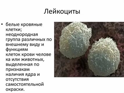 Как называются белые кровяные клетки