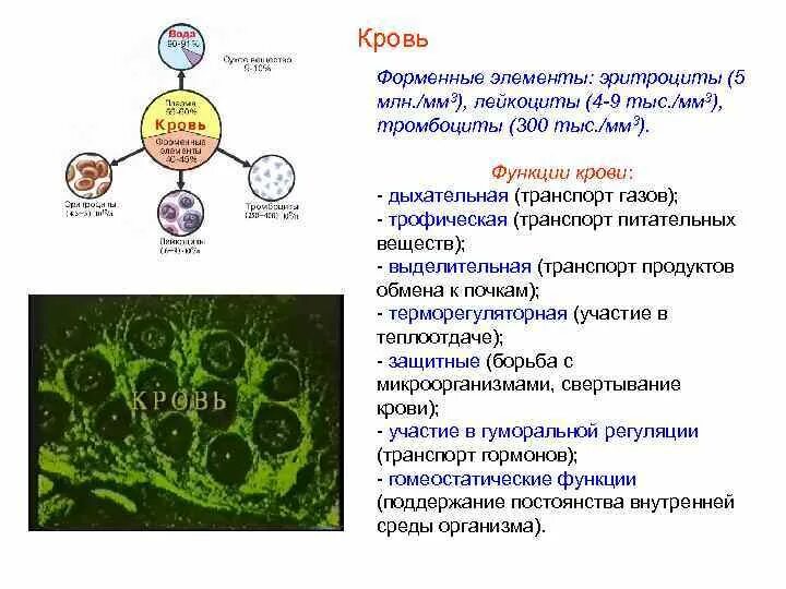 Эритроциты транспортируют питательные вещества. Функции эритроцитов лейкоцитов тромбоцитов. лимфоциты тромбоциты эритроциты.