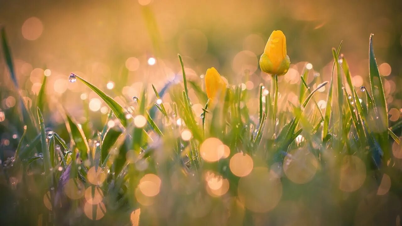 Цветы в солнечных лучах. Трава в лучах солнца. Цветы в лучах солнца. Утренние цветы в росе.