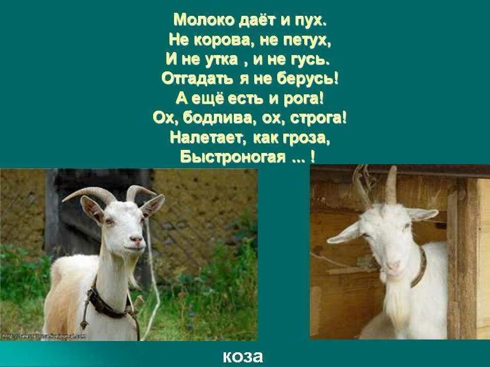 Слово коза. Поговорки козу. На фига козе баян. Скороговорки пословицы и поговорки. Поговорка про козла.