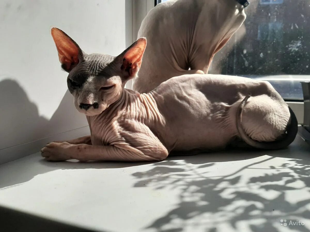 Донской сфинкс с шерстью. Донской сфинкс котенок с шерстью. Донской сфинкс черный котенок. Петерболд кошка браш. Сфинкс волосатик.