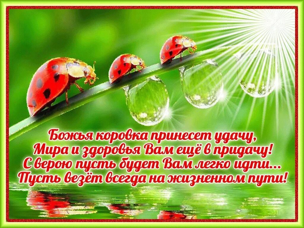 Доброго утра доброго здоровья божьей. Пожелания здоровья и благополучия. божья коровка с пожеланиями. открытки с пожеланиями здоровья и благополучия. доброго дня здоровья и благополучия.