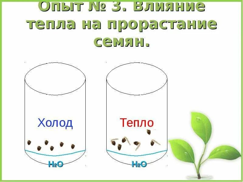 Условия прорастания семян вода. Эксперимент с прорастанием семян. Влияние температурных условий на прорастание семян. Влияние воды на прорастание семян опыт. Условия прорастания семян опыт.