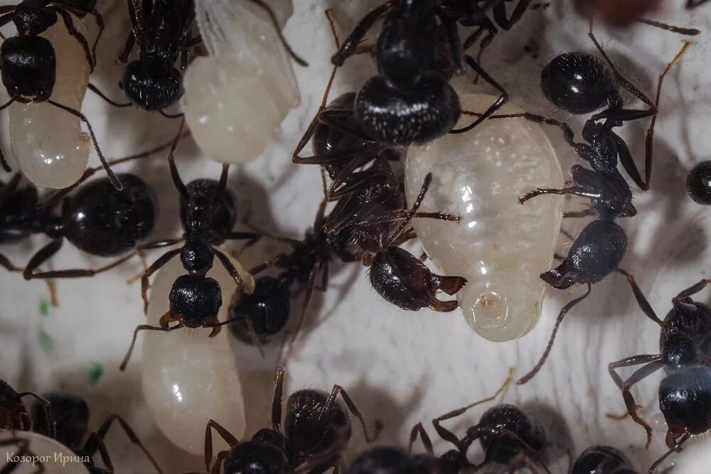 Какое развитие у муравья. Муравьи жнецы яйца и личинки. Личинка муравья жнеца. Куколка муравья жнеца. Личинки муравьев жнецов.