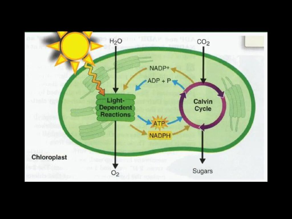 Цикл кальвина в хлоропластах. Цикл Кальвина в фотосинтезе схема. Цикл Кальвина это в биологии. Цикл цикл Кальвина. НАДФ В фотосинтезе.
