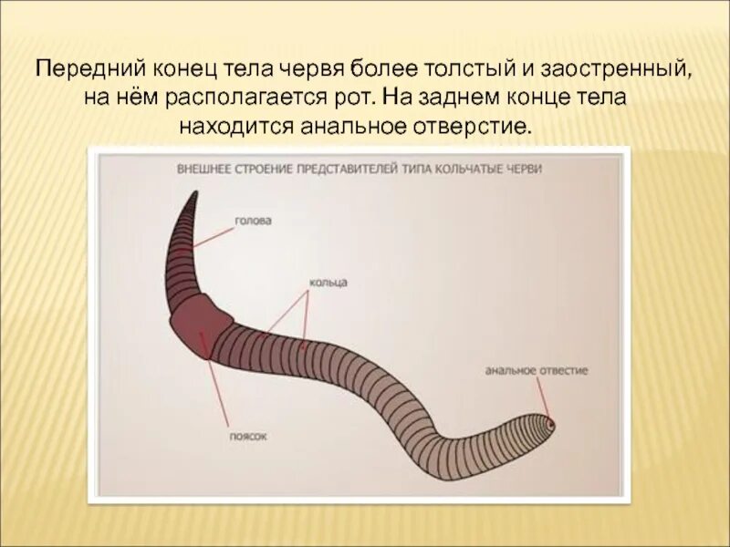 Дождевой червь 5 класс биология. Тип кольчатые черви дождевой червь. Внешнее строение червя дождевого червя. Кольчатые черви передний конец тела. Структура тела дождевого червя.