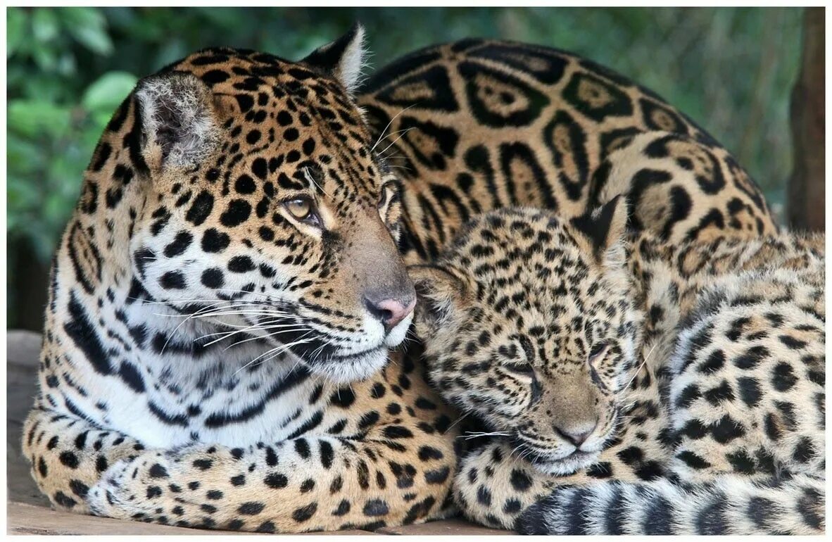 Ягуар леопард гепард отличия. Ягуар и леопард. Джагуар леопард. Гепард леопард ягуар. Ягуар леопард семейство.