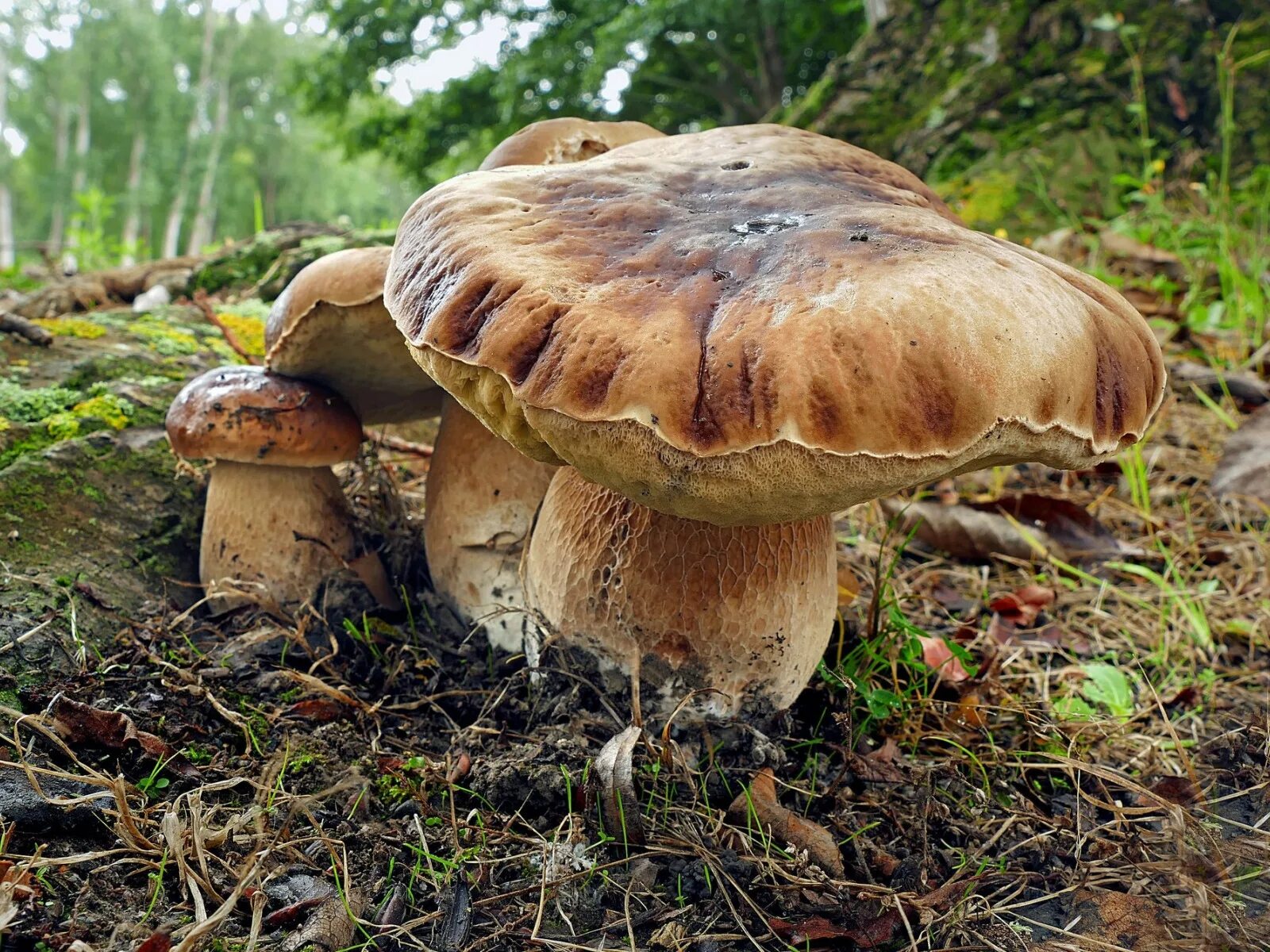 Болетус Эдулис. Гриб Боровик. Канадский Боровик. Белый гриб. Белый гриб в природе