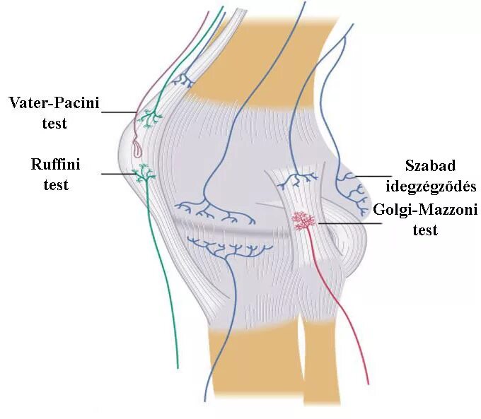 мышечно суставные рецепторы. мышечно суставные рецепторы. строение мышечного веретена физиология. волокна скелетных мышц рецептор. рецепторы суставных сумок.