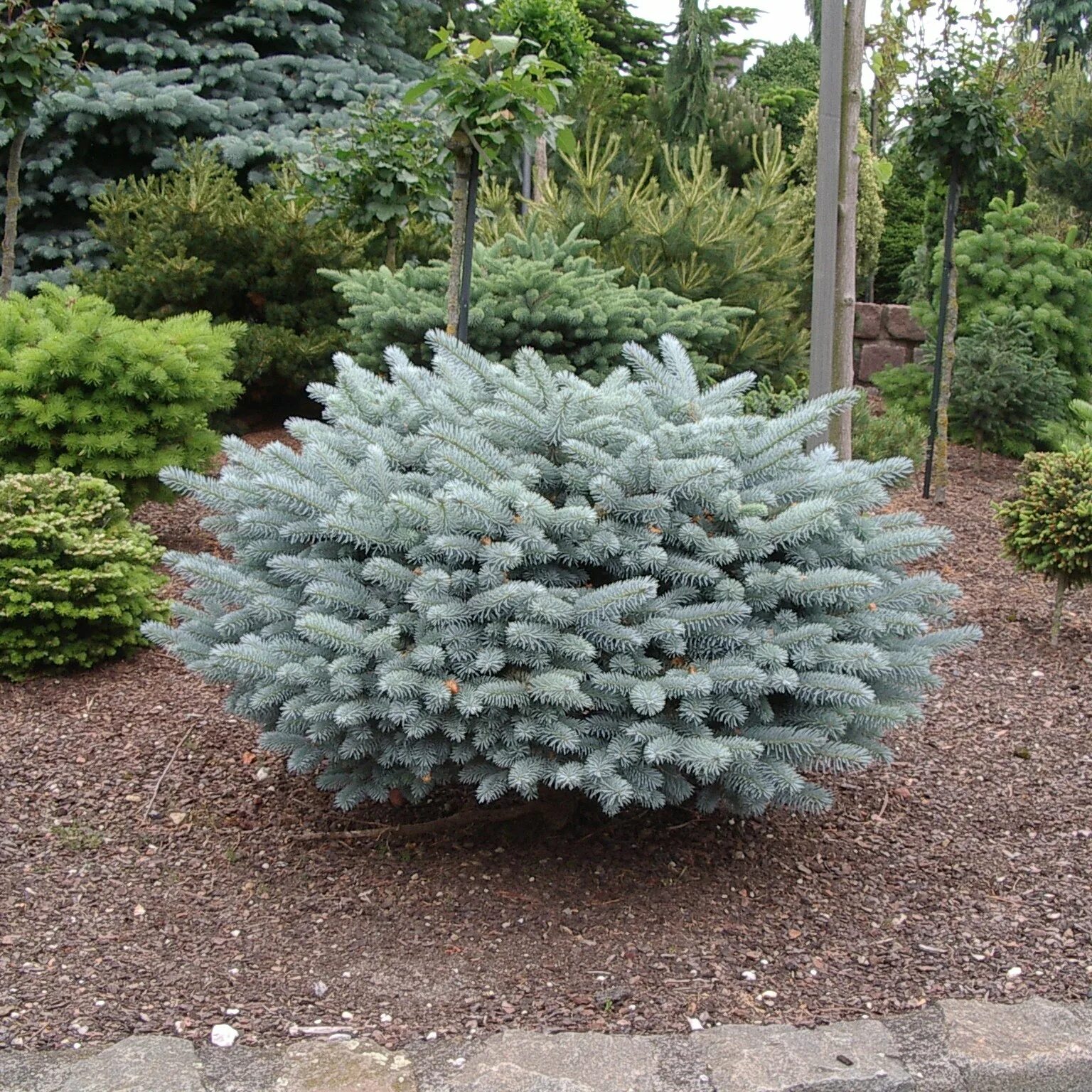 Picea pungens 'glauca globosa'. Ель колючая Глаука Глобоза. Сосна Глаука Глобоза. Picea pungens glauca globosa ель колючая Глаука Глобоза. Ель колючая глобоза