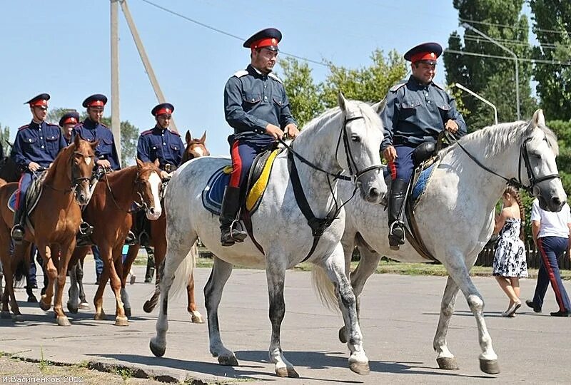 Конные казаки. Дончаки казачий конный завод. коный отряд донских казаков. коневодство у донского казачества. донские казаки на конях.