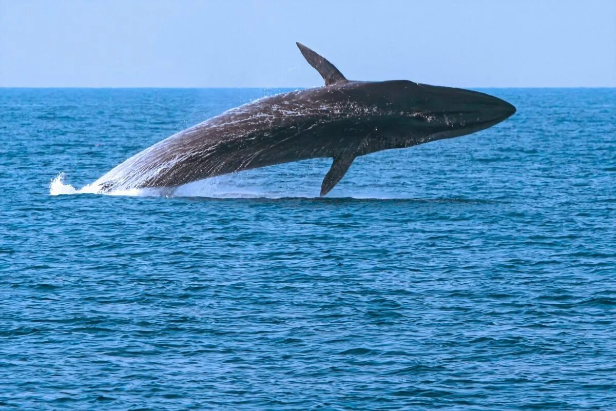 Финвал и сейвал 9 букв сканворд. Финвал (balaenoptera physalus). Сейвал кит фото. Финвал китообразные. Синий полосатик.