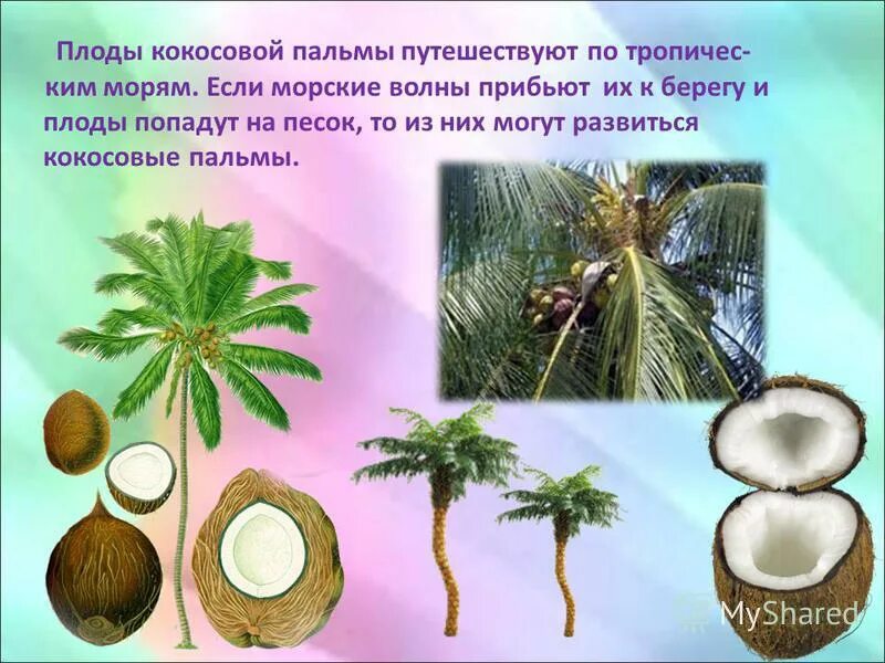 пророщенный кокос. семена кокосовой пальмы распространяются. семена кокосовой пальмы. семена кокосовой пальмы распространяются с помощью. строение кокосовой пальмы.