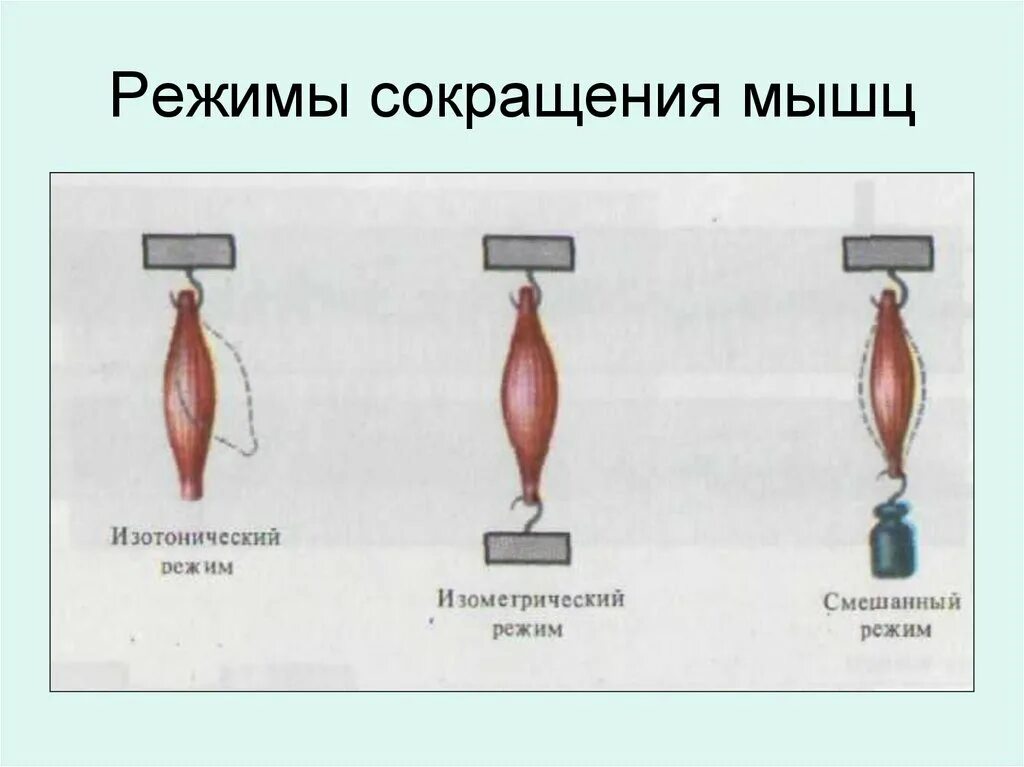 График работа мышц. Режимы работы мышц. Типы сокращения мышц. Режимы напряжения мышц. Статическое сокращение мышц это.