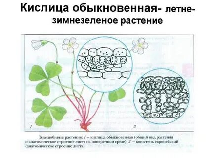 Строение тенелюбивых растений