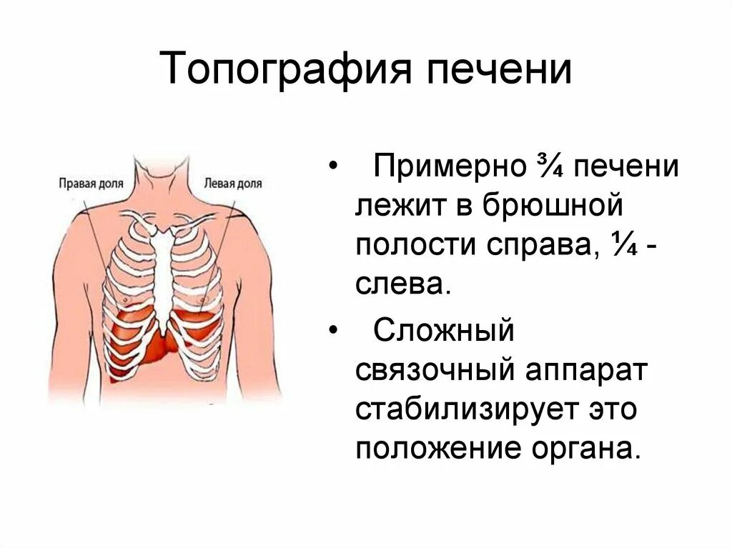 Печень топография строение функции. Печень расположение строение функции границы. Строение границы топография и функции печени. Топография печени скелетотопия.