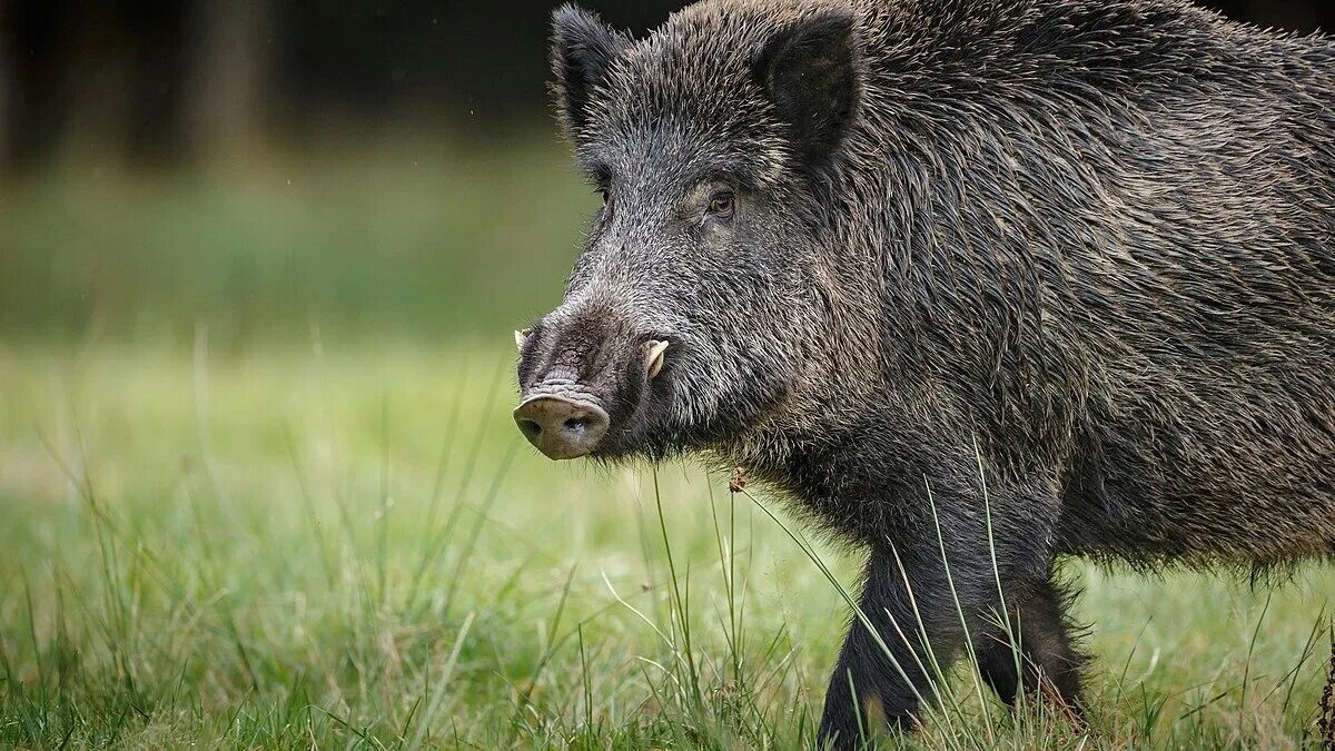 Как зовут кабана. Как зовут кабана. Кабанчик бородавочник. Кабанчик бородавочник детеныш. Вепрь секач.