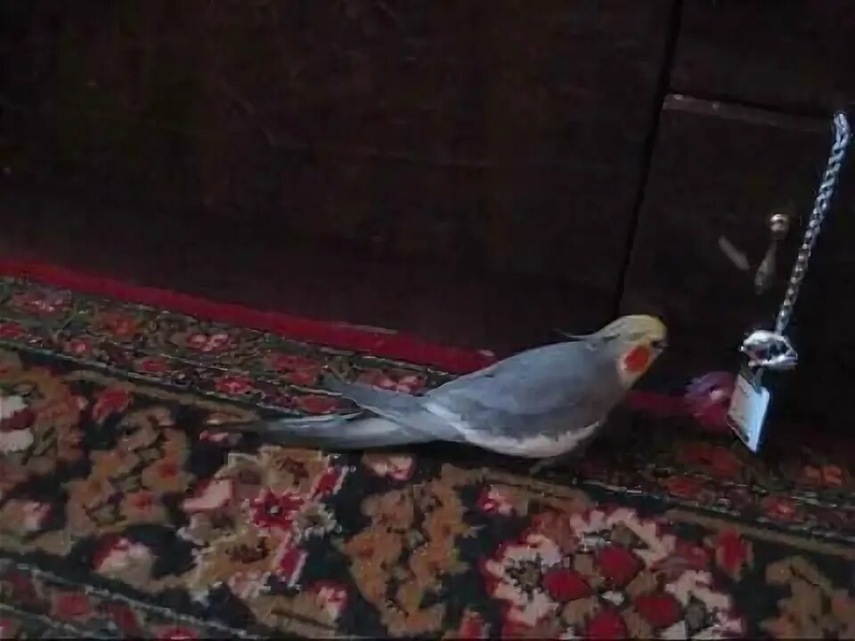 Можно ли попугаю включать пение других попугаев. Попугай корелла поет. Можно ли попугаю включать пение других попугаев. Перечитай как говорят животные из попугаев. Пение волнистых попугайчиков.