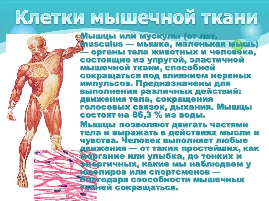 Мышцы орган человека. Мышцы человека информация. Мышцы человека презентация. Сообщение о мышцах. Доклад о мышцах человека.