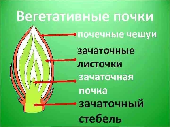 Орган генеративной почки. Строение вегетативной почки растения. Вегетативная почка растений почка растений строение. Строение почек растений вегетативная и генеративная. Строение вегетативной листовой почки.