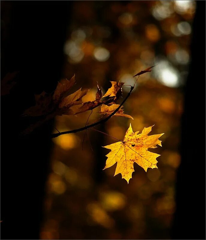 Ночью по листьям стучал беспрерывно. Осенние листья. Осенняя листва. Желтый лист. Падающие листья.