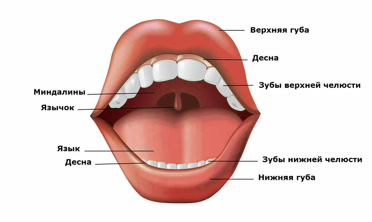 Части губ рта. Строение языка в ротовой полости.