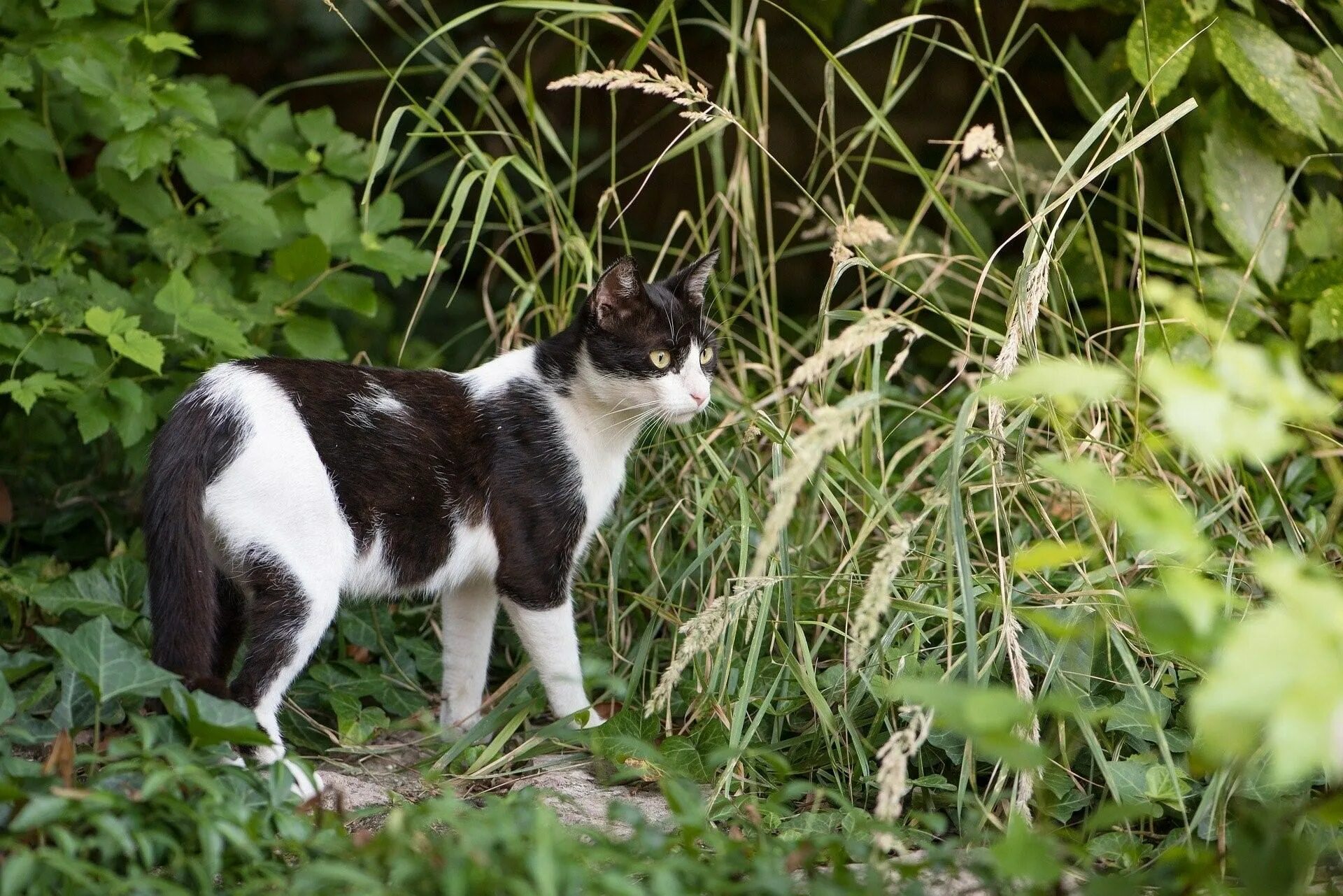 Пестрая кошка. Черно белый кот. Пятнистый кот черно белый. Пятнистая бело черная кошка. Серая кошка с черными пятнами