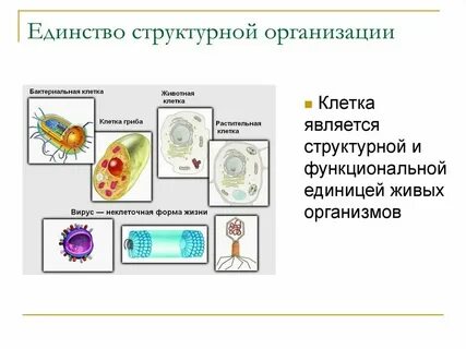 Клеточное строение свойство живого примеры