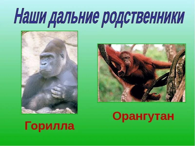 Дальней родственник человека. Сообщение о орангутанге. Дальний родственник. Орангутан презентация. Красная книга орангутанг сообщение.