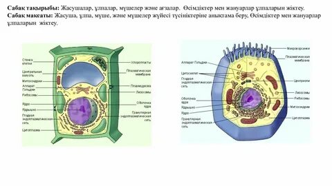 Қынаптардың жоғары сапалы фотосуреттері