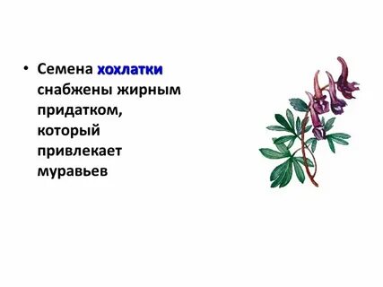 Ботанические науки 6 класс биология