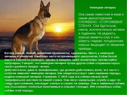 Рассказ о породе собак 2 класс