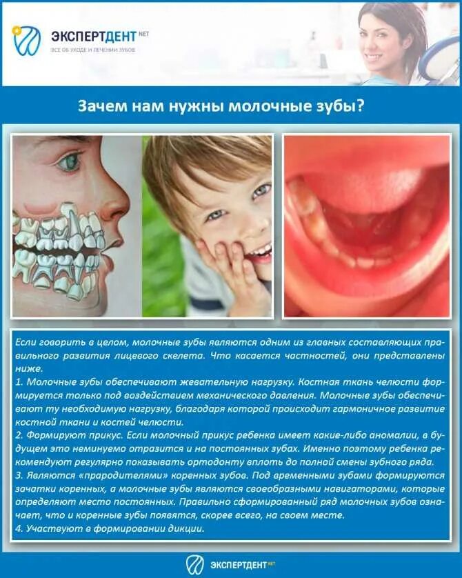 Обязательно ли лечить зубы. Строение детского молочного зуба. временные молочные зубы.