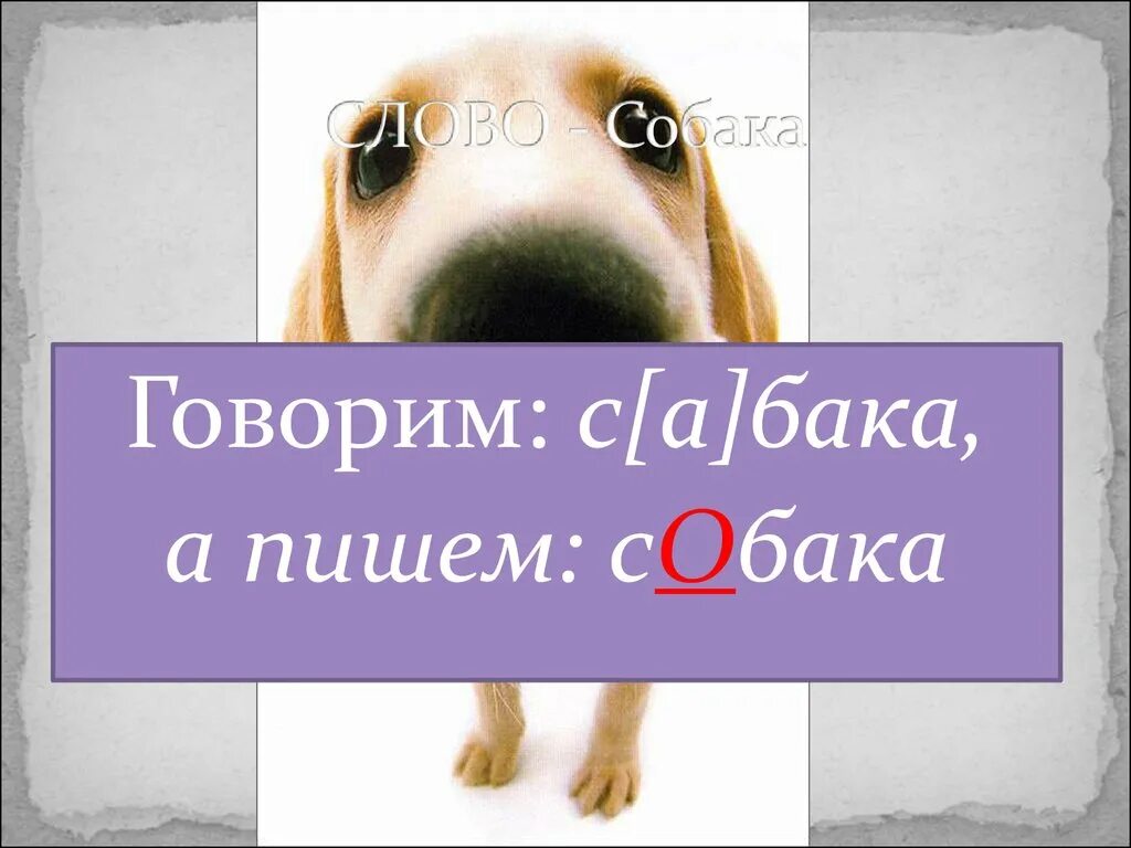 Словарное слово собака презентация. Словарная работа собака. Работа со словарным словом собака. Словарное слово собака в картинках.