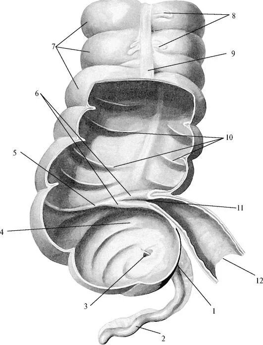 Слепая кишка рисунок. Слепая кишка анатомия человека. Слепая кишка с аппендиксом. Строение слепой кишки анатомия. Слепая кишка и аппендикс анатомия.