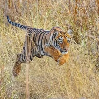 Indian tiger