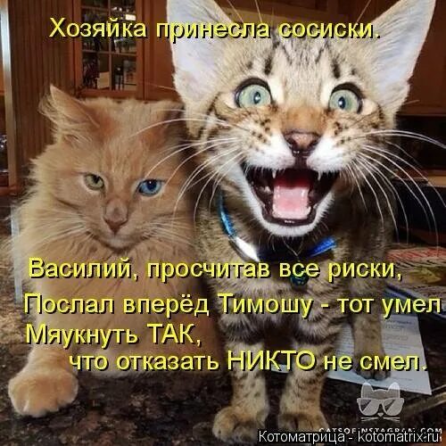 Принеси сосиску. Принеси сосиску. Принеси сосиску. Кот принес мышь. Коты и сосиски.