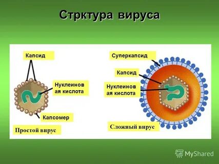Вирус состоит из кислоты и оболочки
