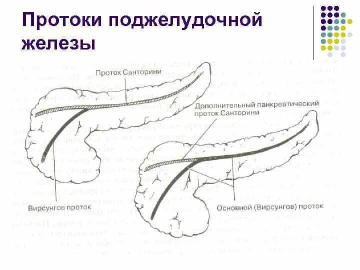 Вирсунгов проток это. Выводной проток поджелудочной железы. Выводные протоки поджелудочной железы анатомия. Добавочный проток поджелудочной железы. Санториниев проток поджелудочной железы.