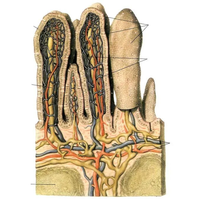 Ворсинка тонкой кишки анатомия. Тонкая кишка кишечная Ворсинка. Строение ворсинки тонкого кишечника. Кишечная Ворсинка анатомия. Кишечные ворсинки характерны для