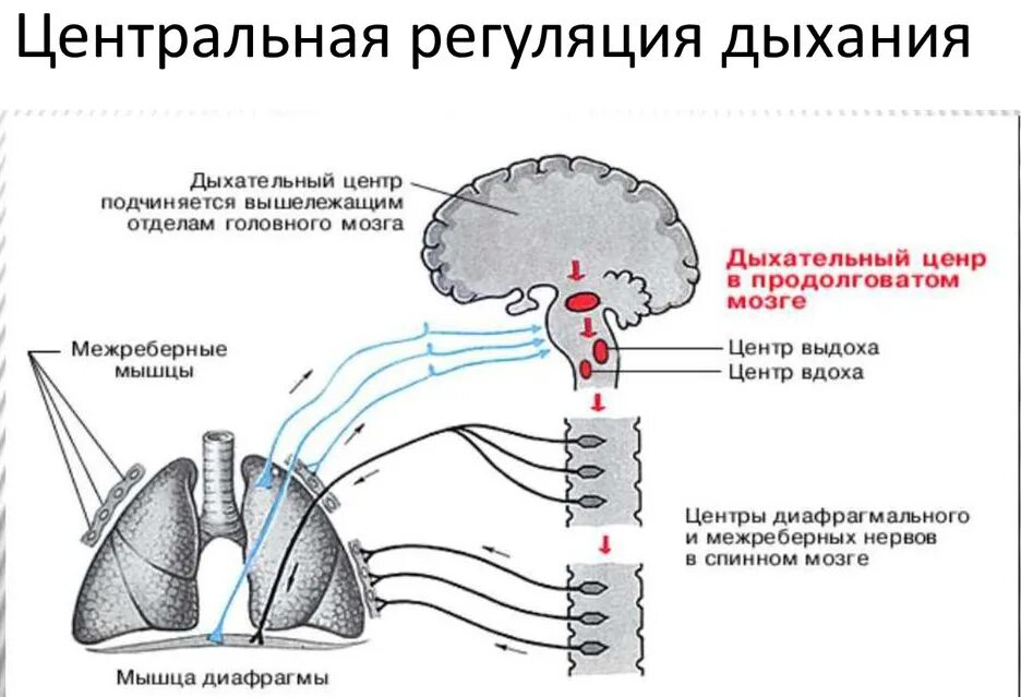 Центры вдоха и выдоха находятся в мозге
