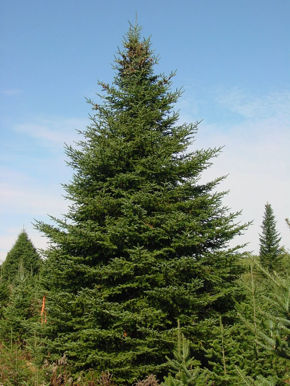 Ели ду ели ес. Ели ду ели ес. Ель европейская picea abies. Ель обыкновенная, или ель европейская (pícea ábies). Ели ду ели ес.