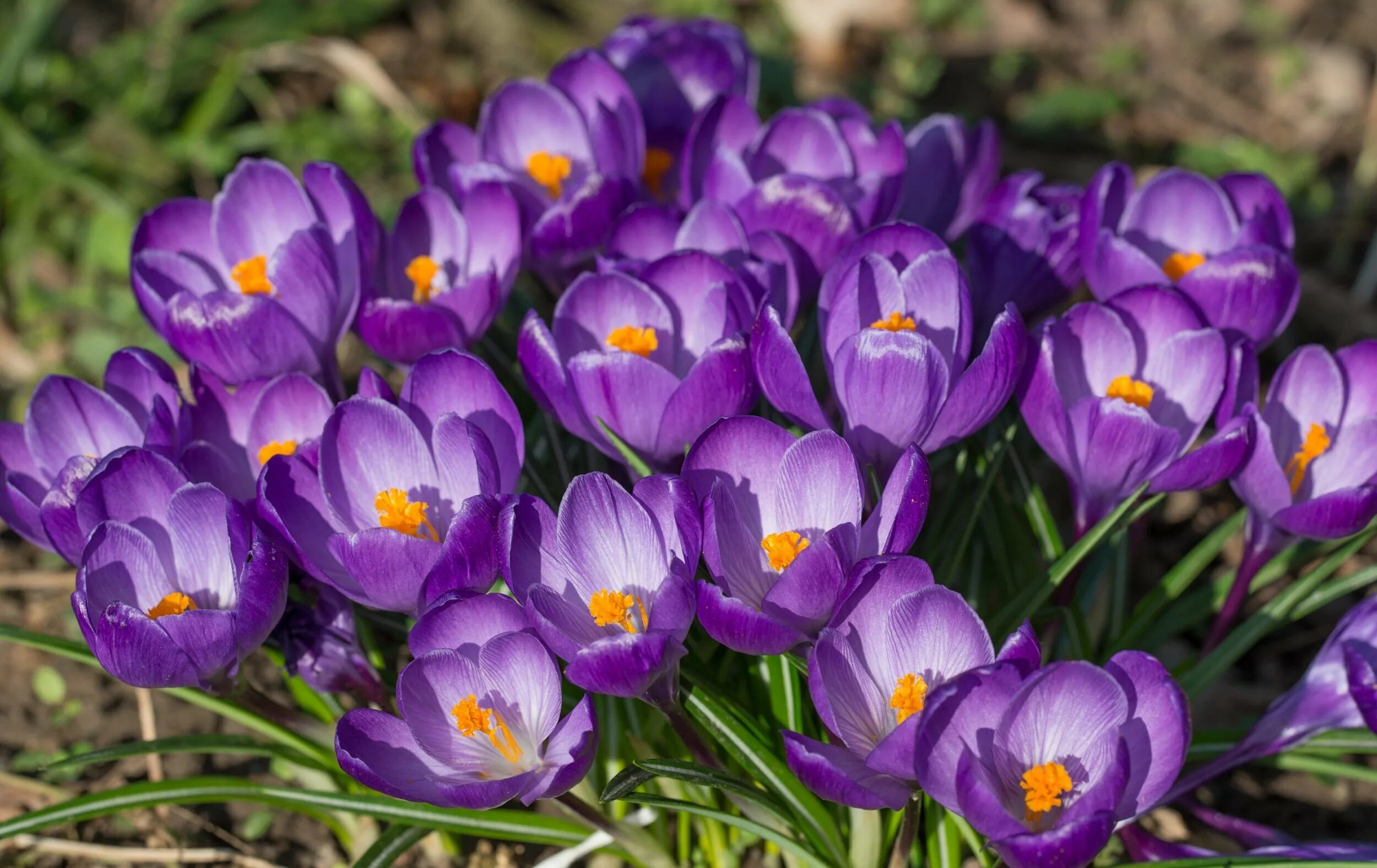 Крокус Флауэр рекорд. Крокус Ремемберс. Крокусы букет. Purple Crocus Вики. Как переводится название крокус