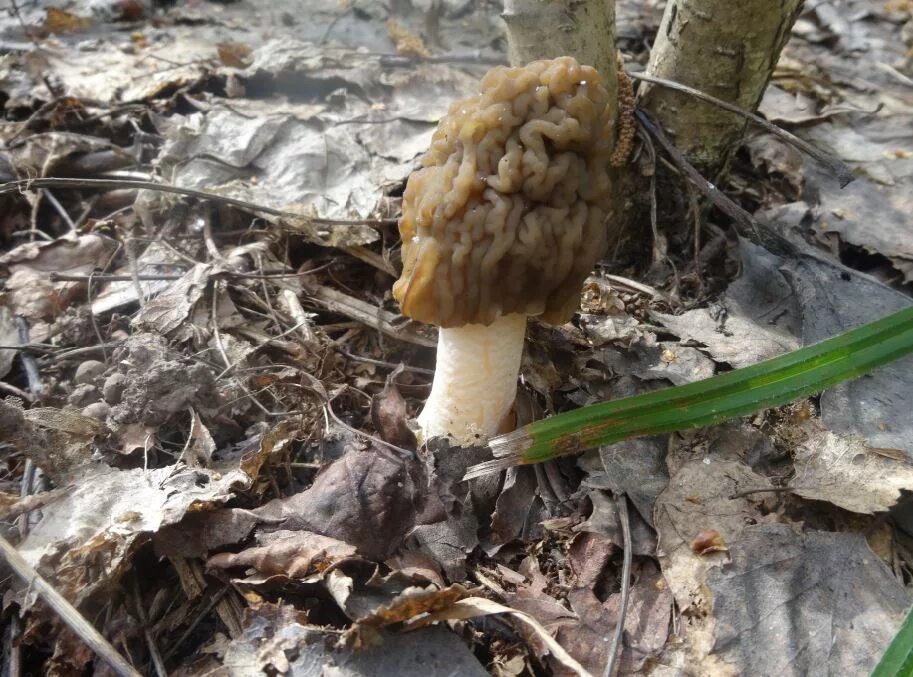 Первый гриб после зимы. Весенние грибы съедобные в апреле мае. Грибы растущие весной. Весенние грибы съедобные в мае. Грибы которые растут весной.
